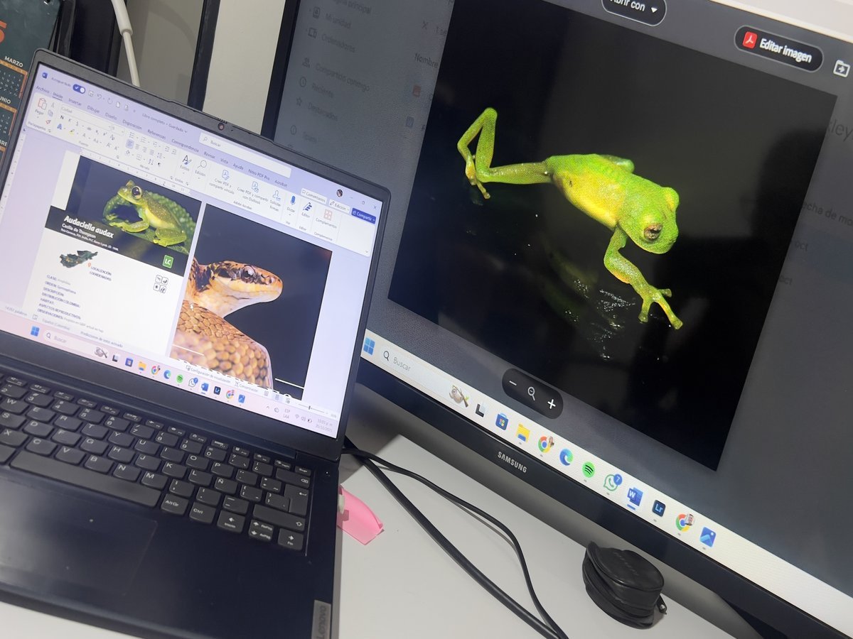 Investigación de anfibios y reptiles del Huila para la guía de herpetología